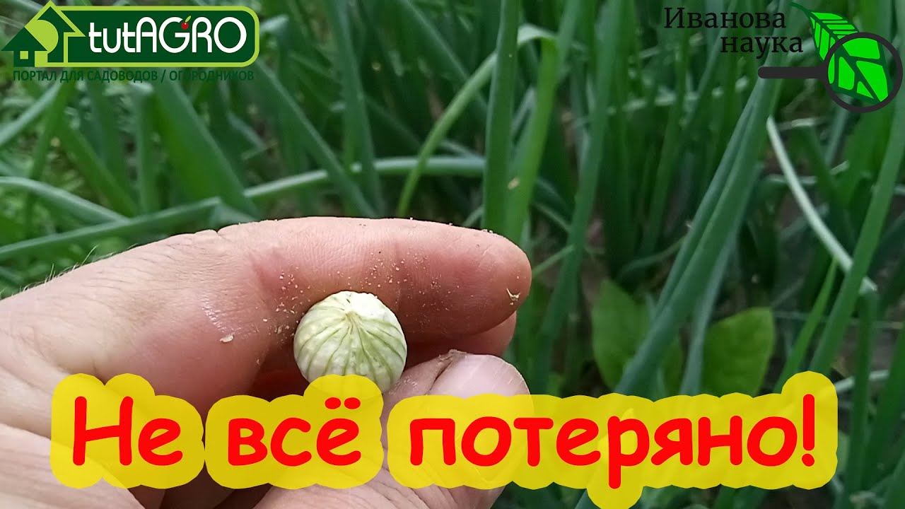 Лук пошел в стрелку. Что делать, если лук стрелкуется и цветет. Плюсы и минусы стрелкования лука.