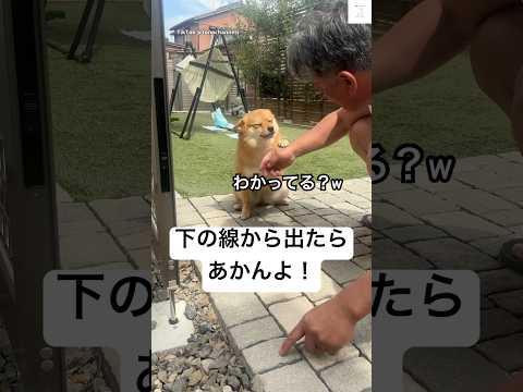 爆笑‼️教えられてるのに嬉しそうな犬が面白すぎた😂 #犬 #おもしろ #爆笑 #かわいい犬 #かわいい