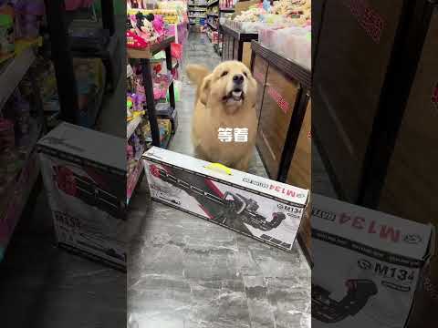 let’s put some beautiful makeup on the dog #Cute Pet Debut Plan ,How can this dog look like a human2