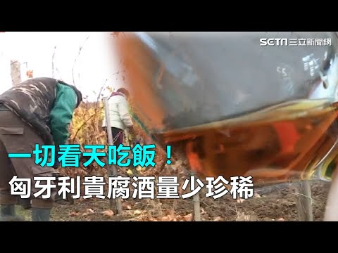 一切看天吃飯！匈牙利貴腐酒量少珍稀｜三立新聞網SETN.com - YouTube(6分35秒)