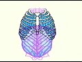 Understanding Breathing Techniques