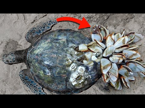 Most Terrifying Creatures Ever Found