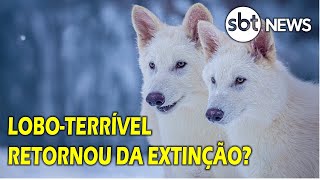 O LOBO-TERRÍVEL foi RESSUSCITADO por cientistas? Entrevista SBT News
