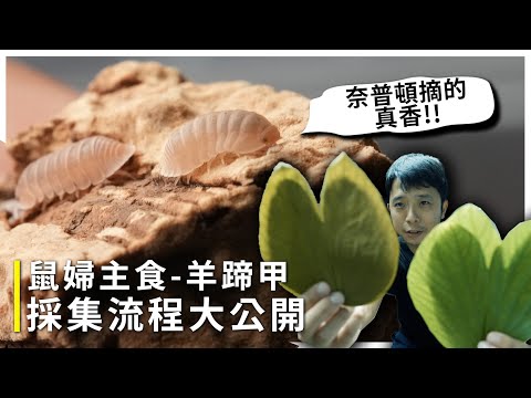 鼠婦的最愛－羊蹄甲｜採摘處理、試毒全記錄｜看完你就是羊蹄甲高手【臺灣蟻窟】