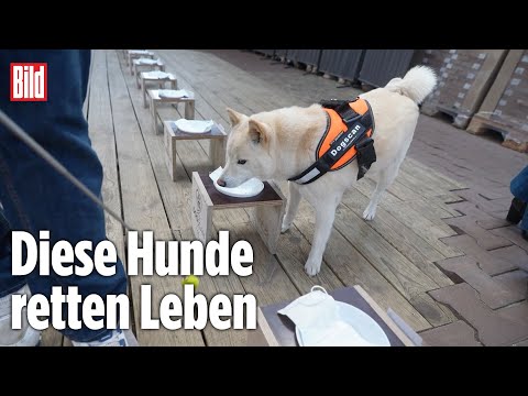 Hunde erschnüffeln Lungenkrebs in nur fünf Minuten