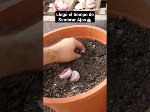 Como sembrar Ajo en Macetas! 🧄