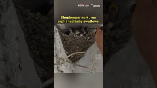 Shopkeeper nurtures orphaned baby swallows