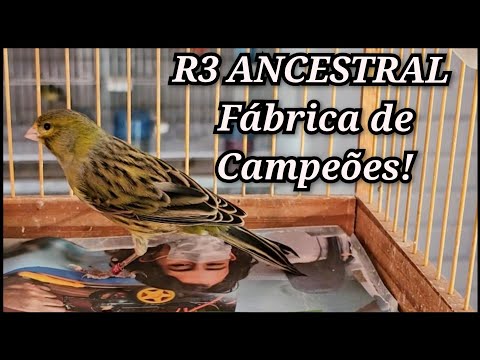 COMPREI um canario R3 de ancestral pra melhorar os canários!
