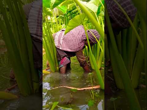 You Won’t Believe This Taro Harvest (Kochur Loti) 😲🌱 #shorts