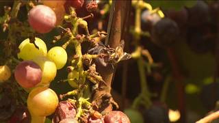 YouTube video thumbnail: Here's why There's an Insect Surge in San Diego