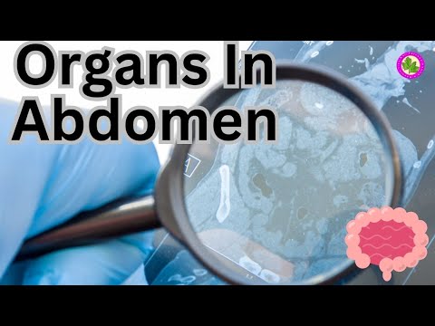 Organs In Abdomen | Abdominal Pain