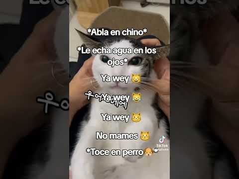 Jajaja El Gato ||Gato gracioso tiktok|| #suscribeteamicanal #viralshort #조유리
