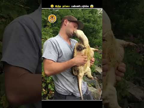 இந்த ஆமையை பாத்தா கொஞ்சம் Careful ஆவே இருங்க || Snapping Turtle Bites || Animal Voiceover Tamil