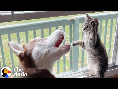 Husky Slowly Becomes Obsessed With His Kitten Brother