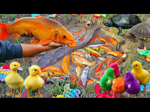 Wow! Tangkap ikan hias warna-warni, ikan lele, ikan koi, ikan mas, ikan cupang, ikan besar, bebek