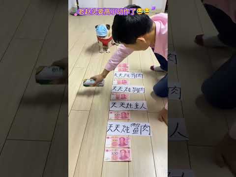 看我来个炖主人，老赵头这次你别使坏。#萌宠 #萌宠出道计划 #萌宠成精了 #萌宠日常记录 #萌宠推荐官
