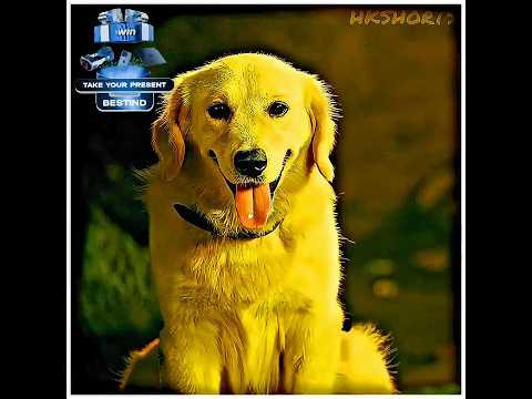 dog help woman || #viral #shorts #dog #doglover #puppy 🐶 #dogshorts #doglife #emotional #trending