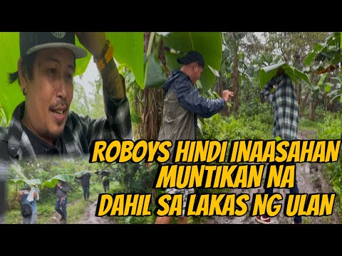 DONG ROEL LUMUSOB PARIN ROBOYS HINDI UMAATRAS | ROEL OF MALALAG