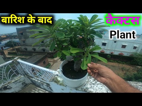 Cactus Plant After the Rain || Vlog