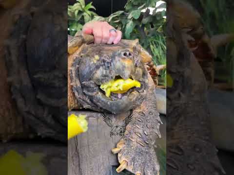 Animal Domination&Animals Growing Up_|| #viral #shorts
