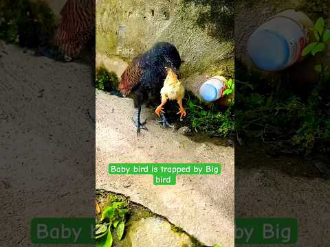 Baby bird is trapped. #birds