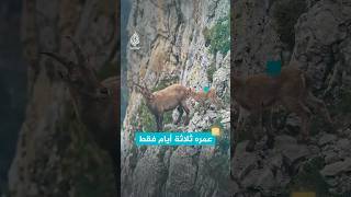 يبدو على وشك السقوط عمره 3 أيام ويتسلق جرفا مرعبا