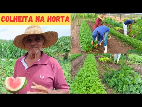 🏡COLHEITA NA NOSSA HORTA VEJAM SÓ FARTURA +NOVIDADE NO CANAL CONHEÇA O CURSO DE HORTA URBANA🏙️