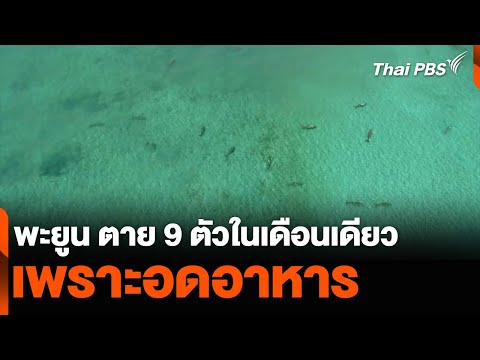 พะยูน ตาย 9 ตัวในเดือนเดียว เพราะอดอาหาร