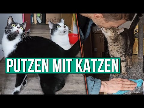 Putztag bei den Knödeltieren - Helfen die Katzen wirklich?