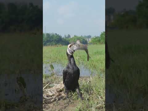 Cormorant Flexing His Catch 😂