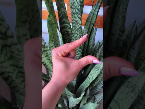 Faça isso 90 vezes, em cada mão, todos os dias. E você não precisará de ninguém quando envelhecer.