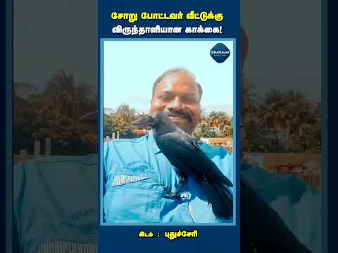 சோறு போட்டவர் வீட்டுக்கு விருந்தாளியான காக்கை!