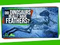 Feathers and Dinosaurs: Key Discoveries