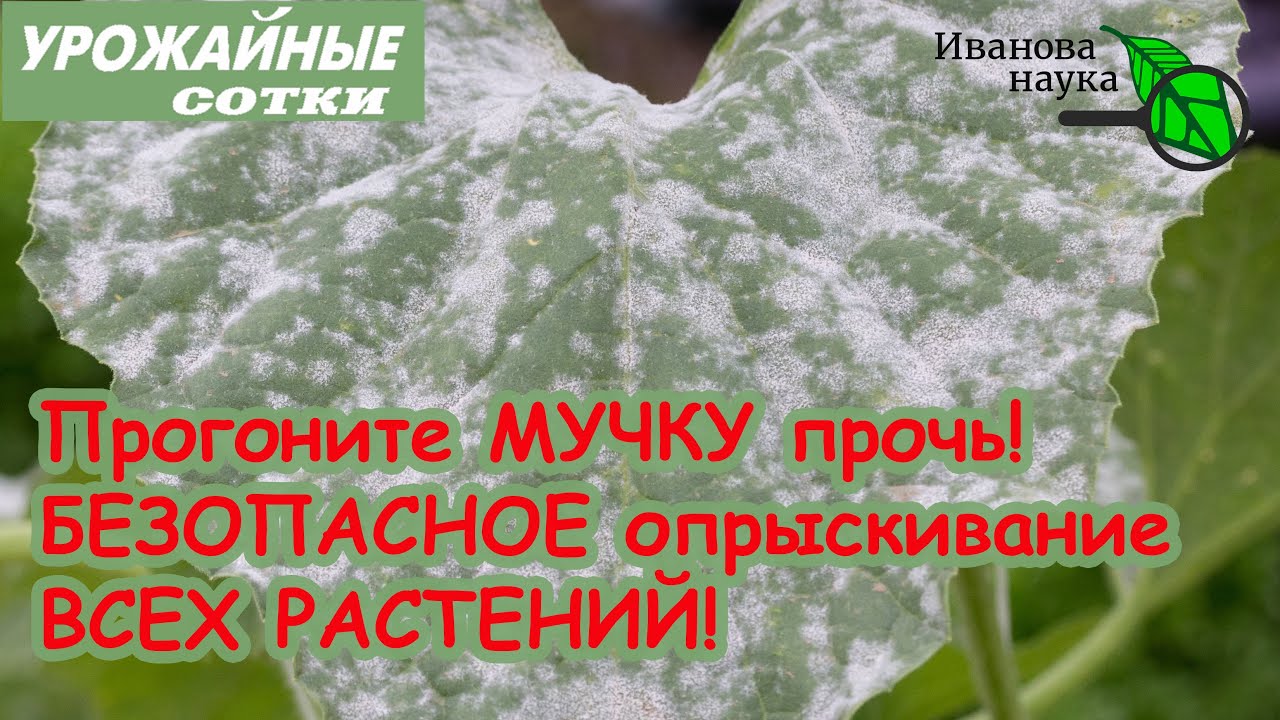 Дешевое суперсредство от мучнистой росы и клещей! Безопасный способ обработки по ягоде и плодам!