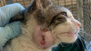 Removing A Massive Botfly Maggot Inside Kitten's Head (Part 155)