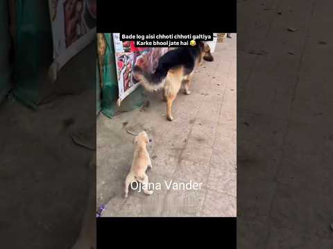 পাপা পাপা মাম্মি তোমাকে খুজছে 🤣#shorts #funny