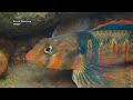 Candy Darter Conservation and Ecology