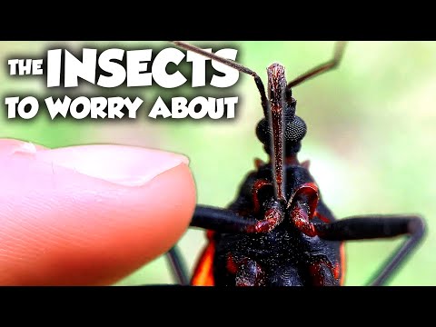 These are the Most DANGEROUS Insects in the US