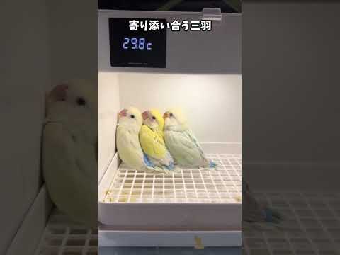 【鳥Part177】お互いのぬくもりを分かち合うインコ #鳥 #birds #parrot #かわいい #インコ