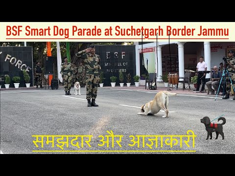 समझदार और आज्ञाकारी 🐕| Smart and Obedient 🐕‍🦺 #bsf #dog #dogs #suchetgarh #doglover