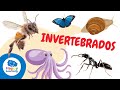 Conociendo a los Animales Invertebrados