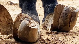 Trimming The Donkey's Extra-Long Hooves丨asmr丨donkey Hoof Cutting Sound
