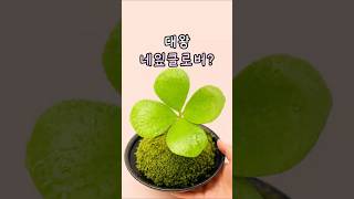 대왕네잎클로버?