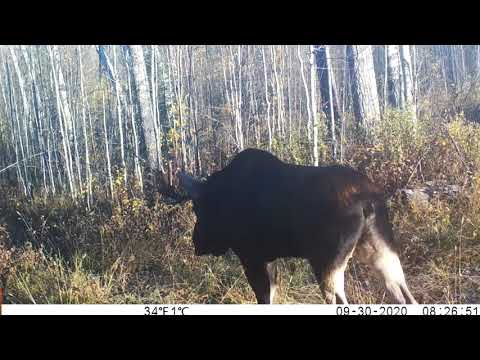 I Filmed What We Saw, Sasquatch Or Not, Here It Is