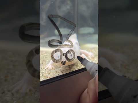 #fyp #videoviral #cute #axolotl #funnypets #cute #cuteanimals #funnyvideos