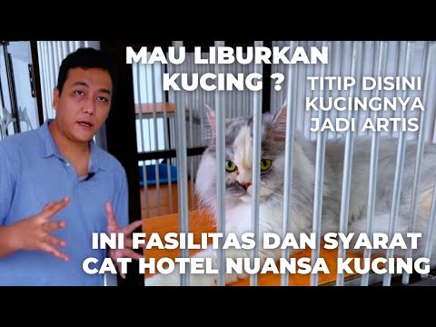 Penitipan kucing dijakarta,Syarat & Ketentuan Titip Anabul, Perawatan apa yang di dapatkan