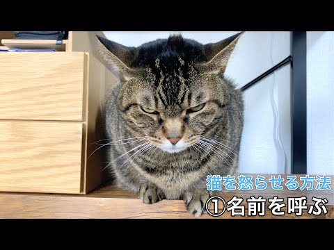 猫を簡単に怒らせる様々な方法