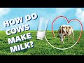 Organic Milk Production and Nutrition