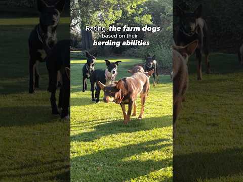 Rating the farm dogs and their herding abilities 🐶 #herdingdog #kelpie #heeler #jackrussell