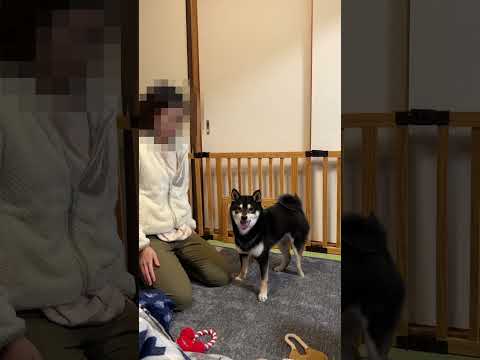 勘違いで襲ってくる柴犬